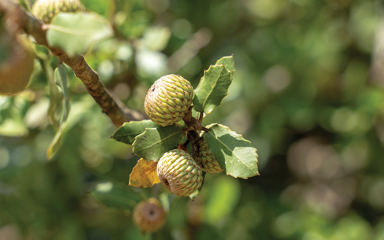 Palestine Oak