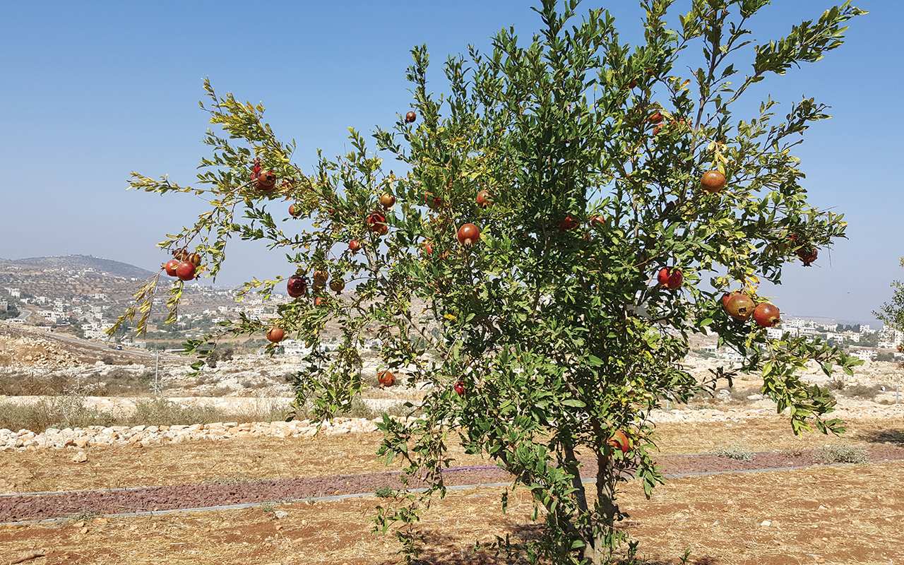 Pomegranate