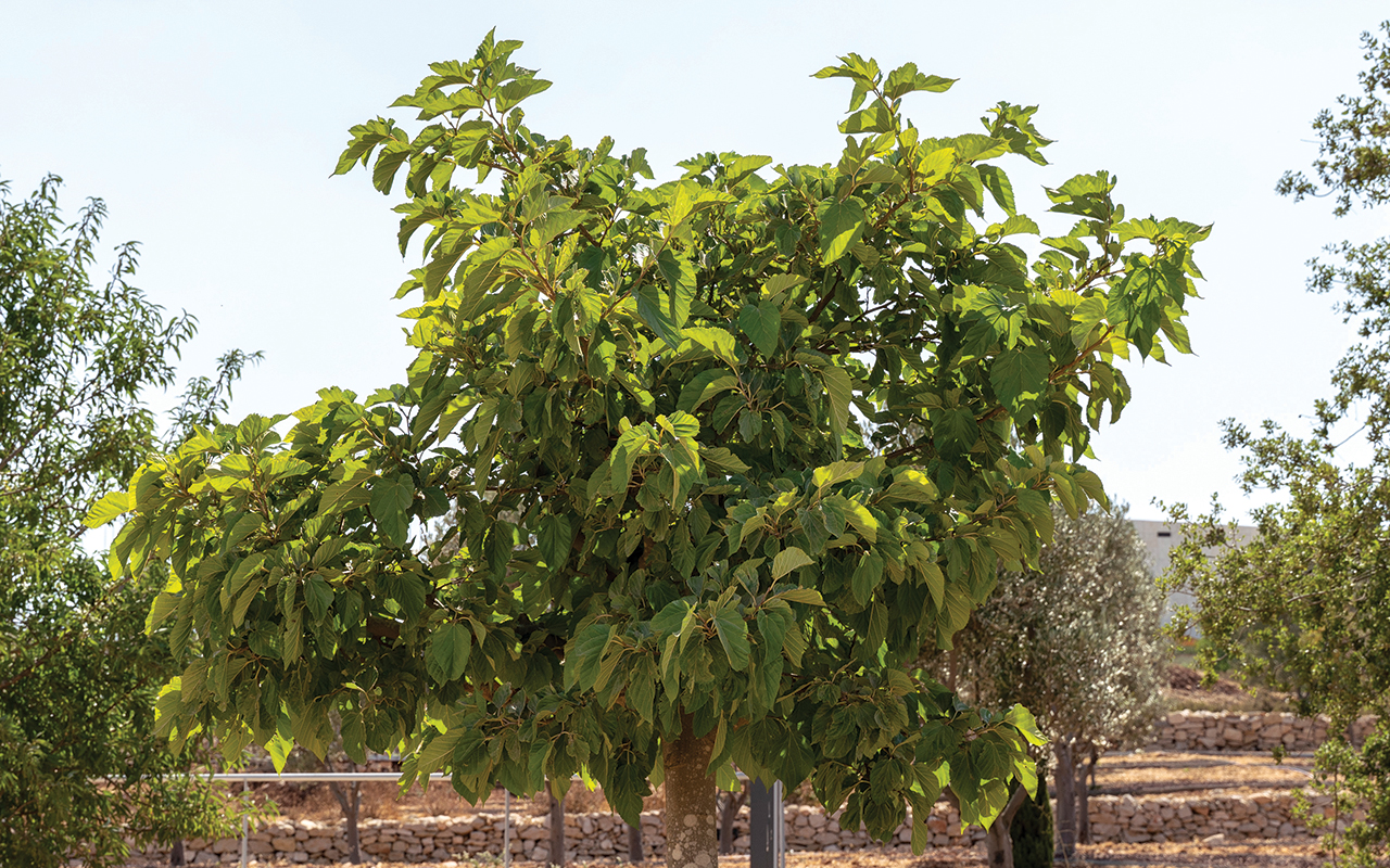 Black Mulberry