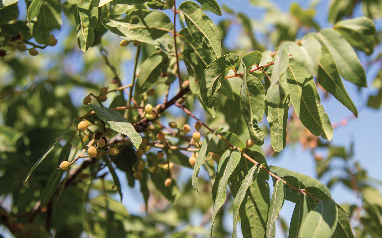 Terebinth Tree