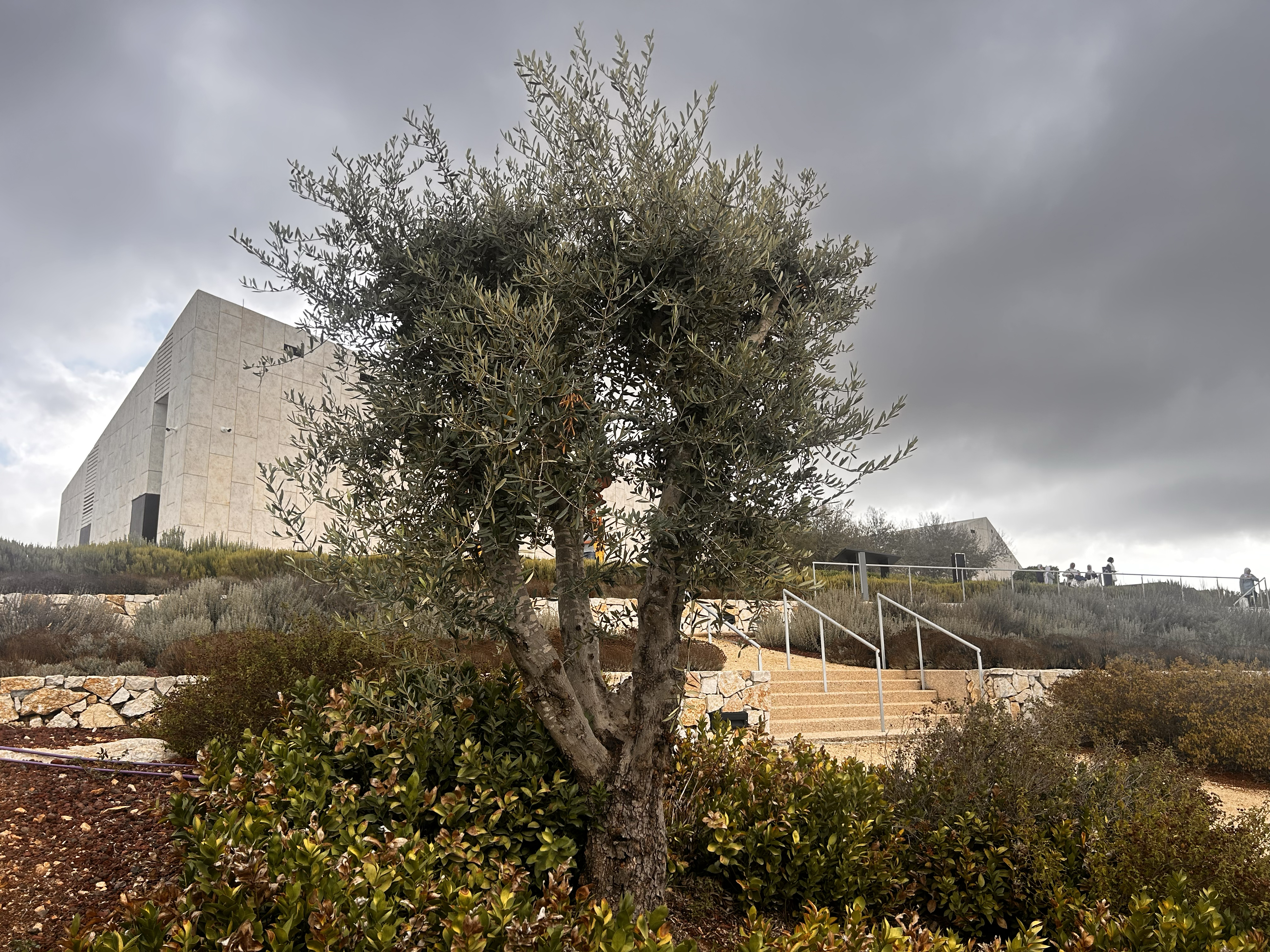 Plant a Tree / ازرع شجرة