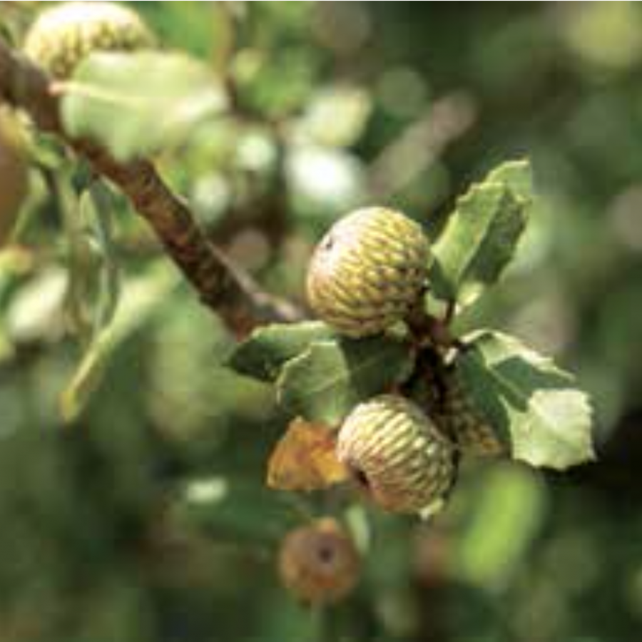 Palestine Oak