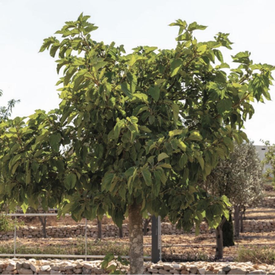 Black Mulberry