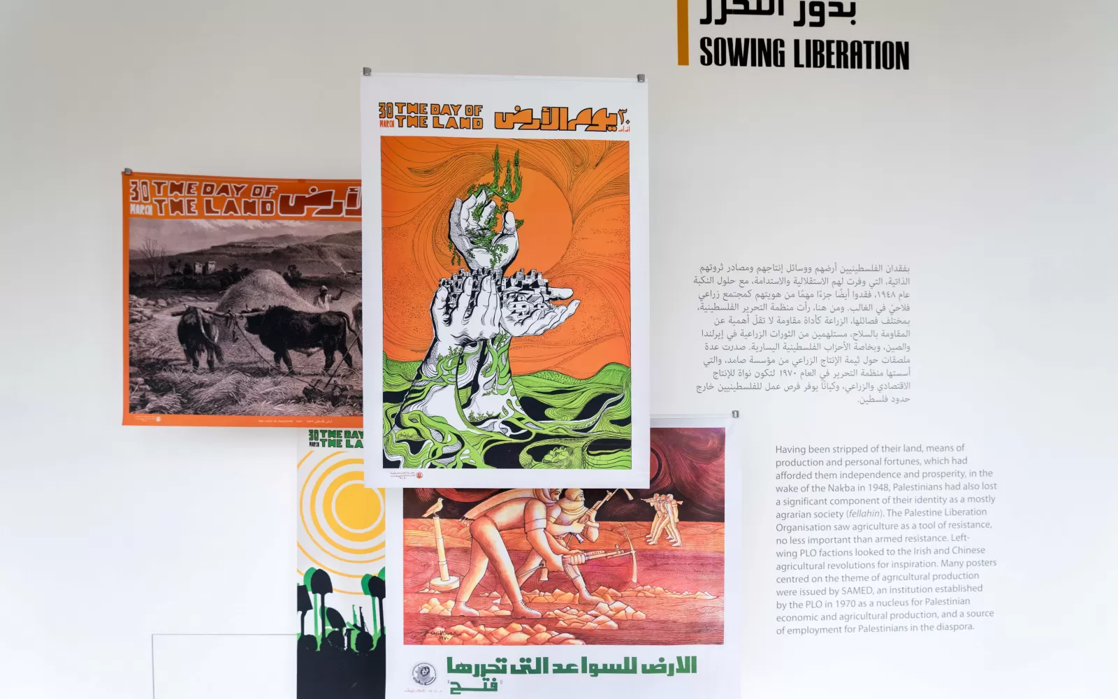 Glimmer of A Grove Beyond