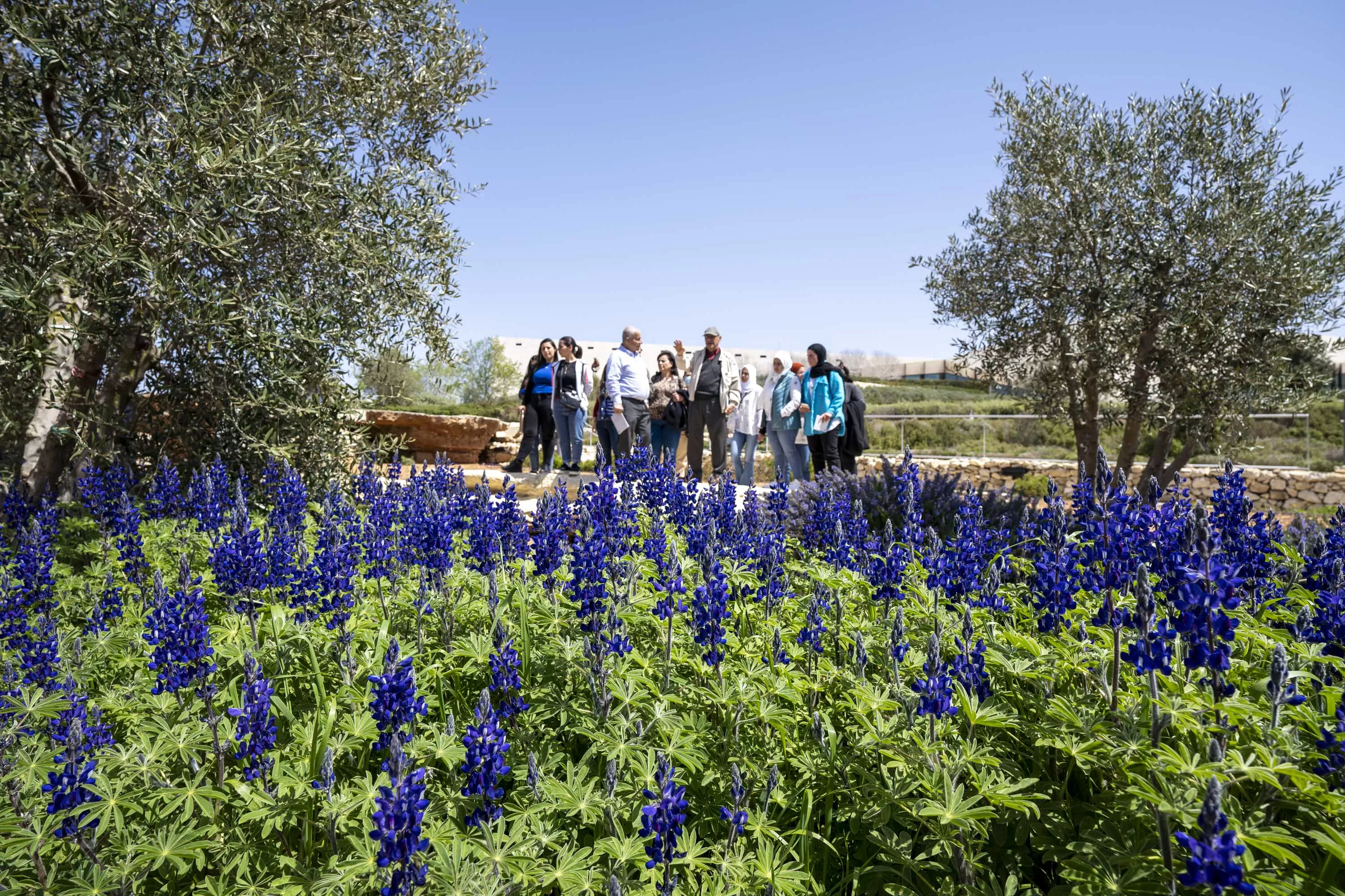 Garden tour (Lupinus pilosus plant)